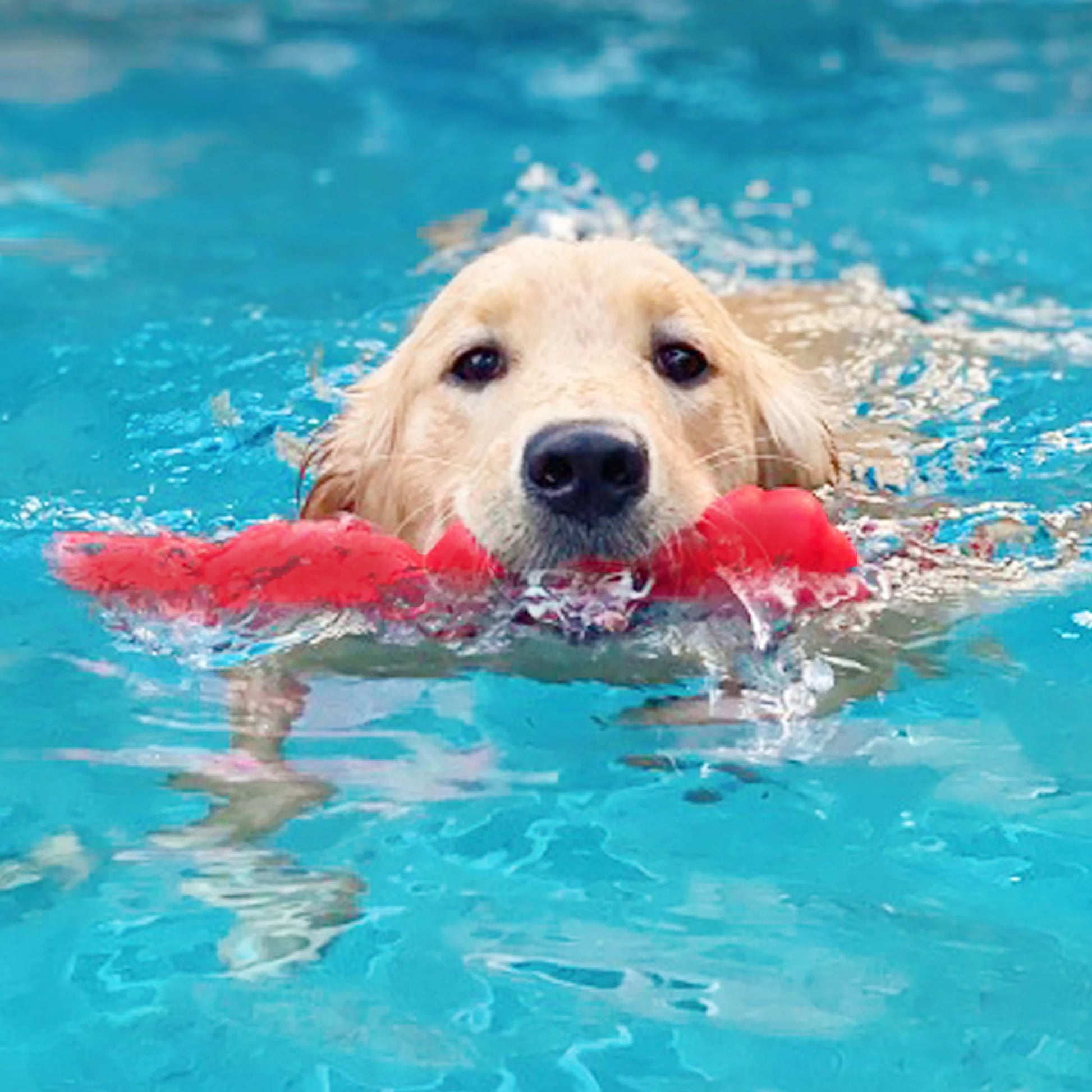 Springa Interactive Dog Toy, Lightweight Flexible Floatable Tug Toy